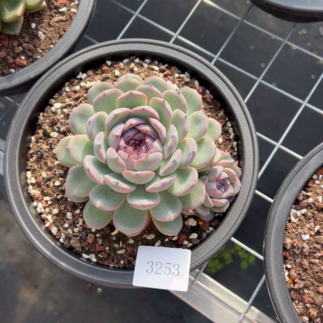 霖*月3253肉肉肉肉肉肉肉