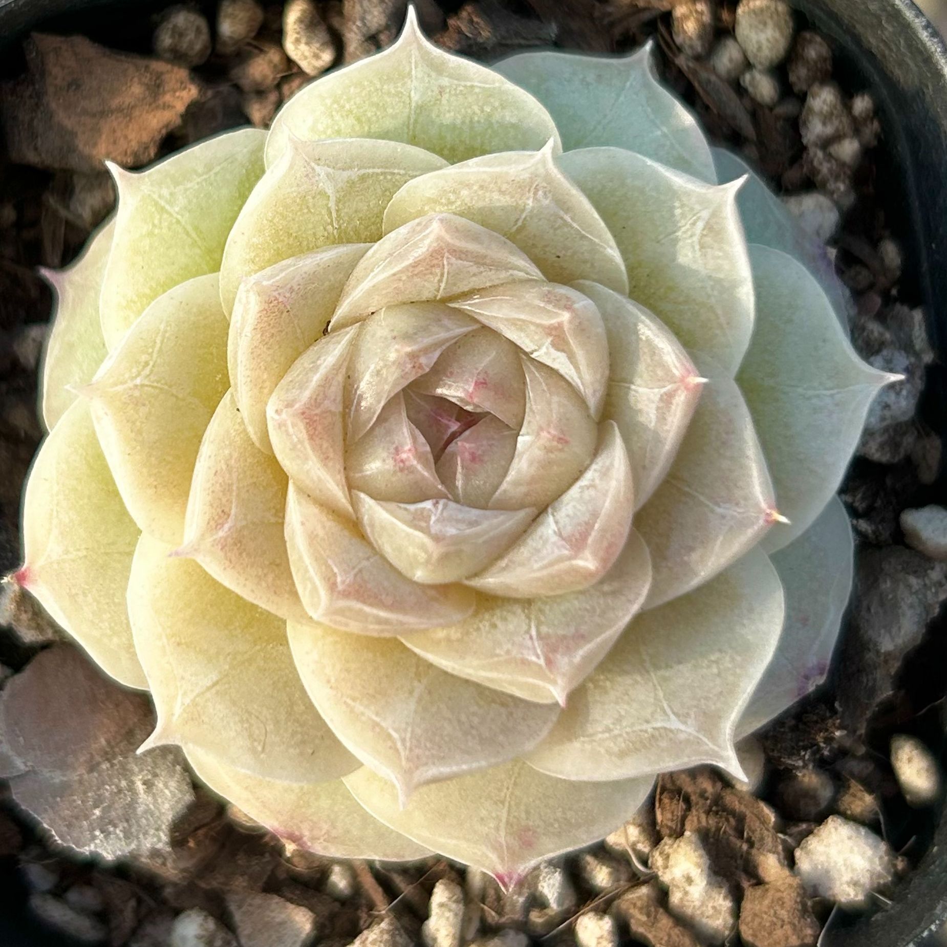 慢悠花房 月影莎 办公室阳台绿植园艺盆栽花卉庭院多肉