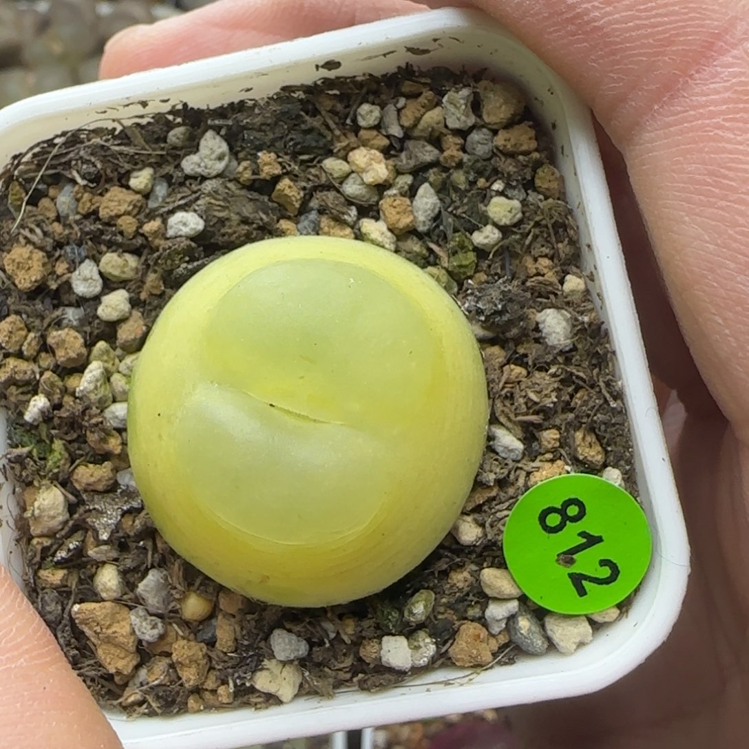 翻窗拉登2.7多肉植物812