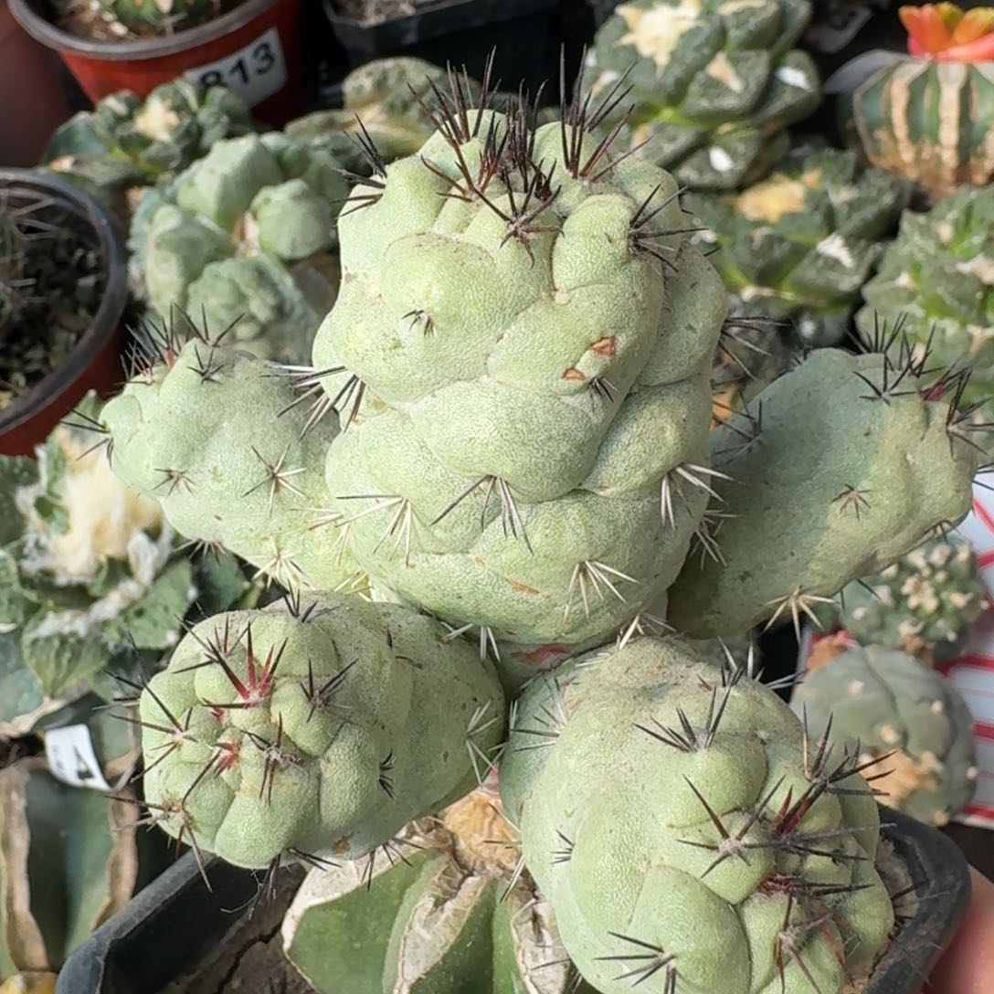 【闪购商品】苗接大型帝王丸722