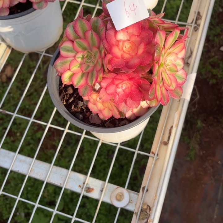 云南荔枝好看64号