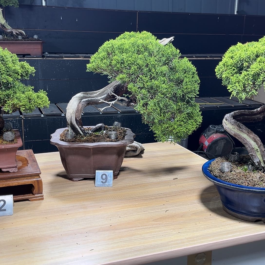 无花朵原生植物精华萃取