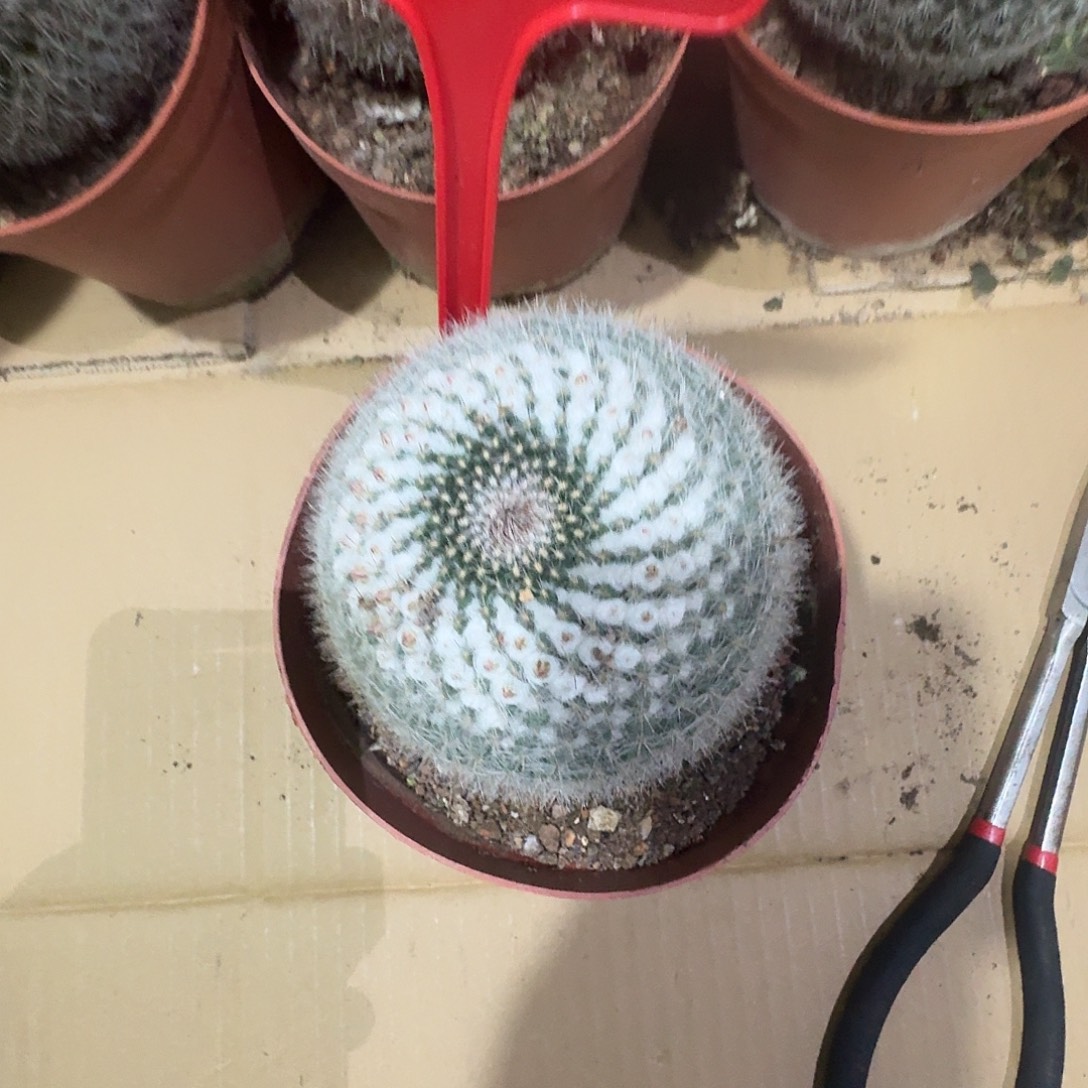 55 号实生玉翁一颗包邮