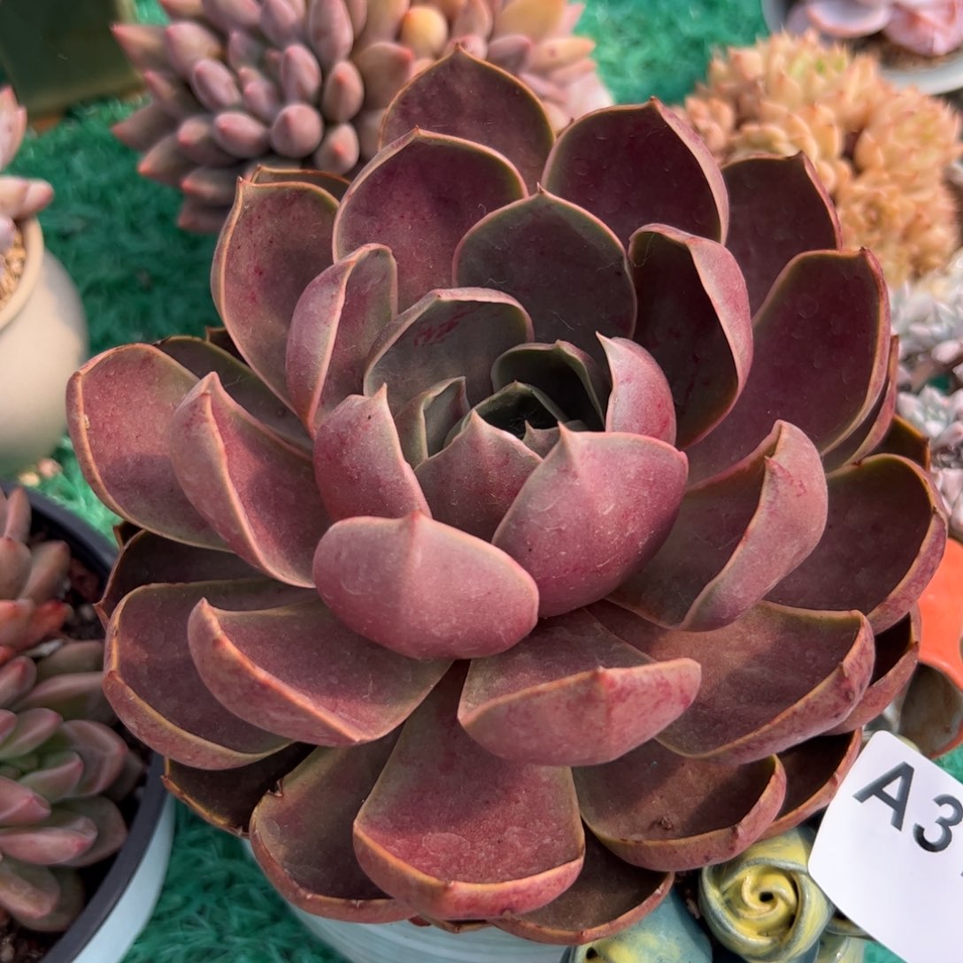 310 满38元包邮多肉植物