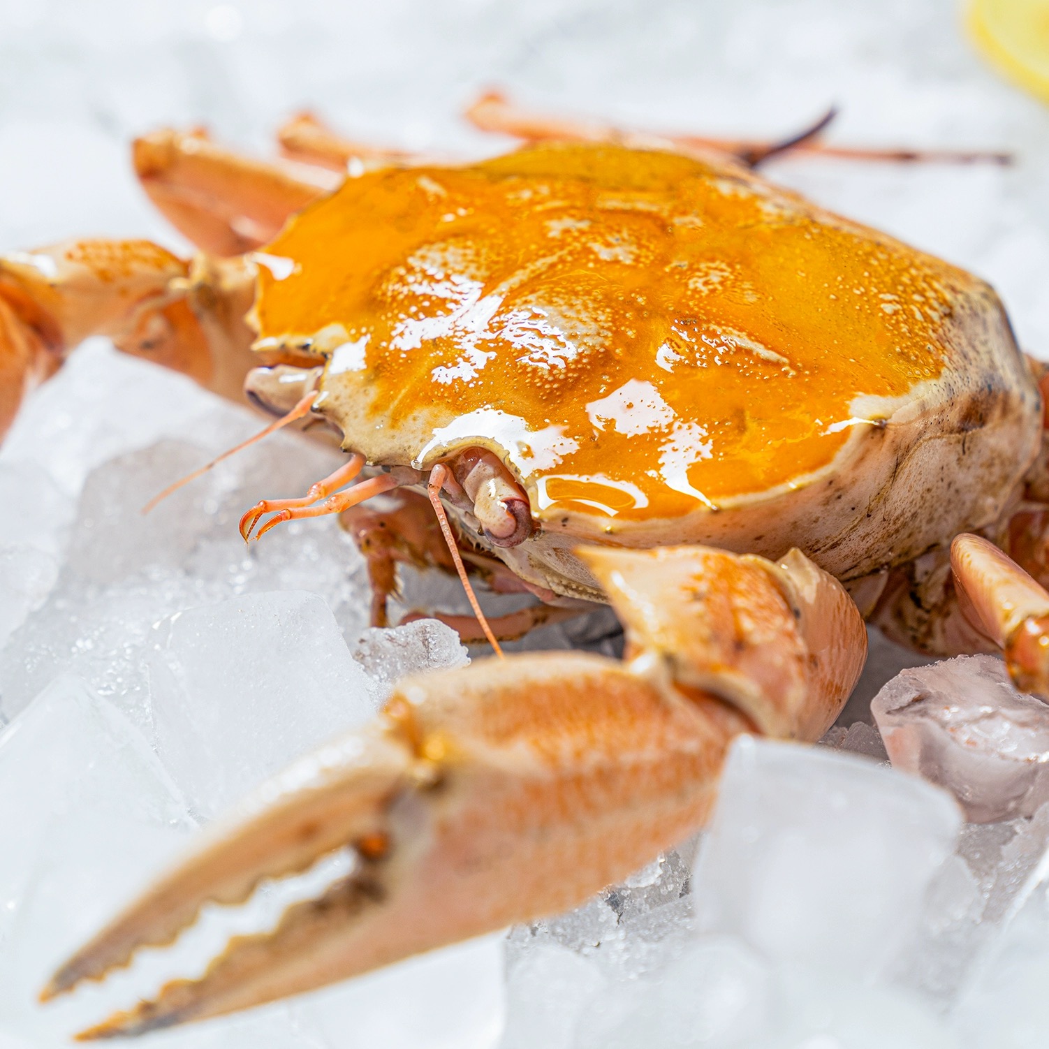 冰鲜黄雪蟹 江浙沪皖压冰发货【保鲜不保活】部分缺腿 其余省份冻发