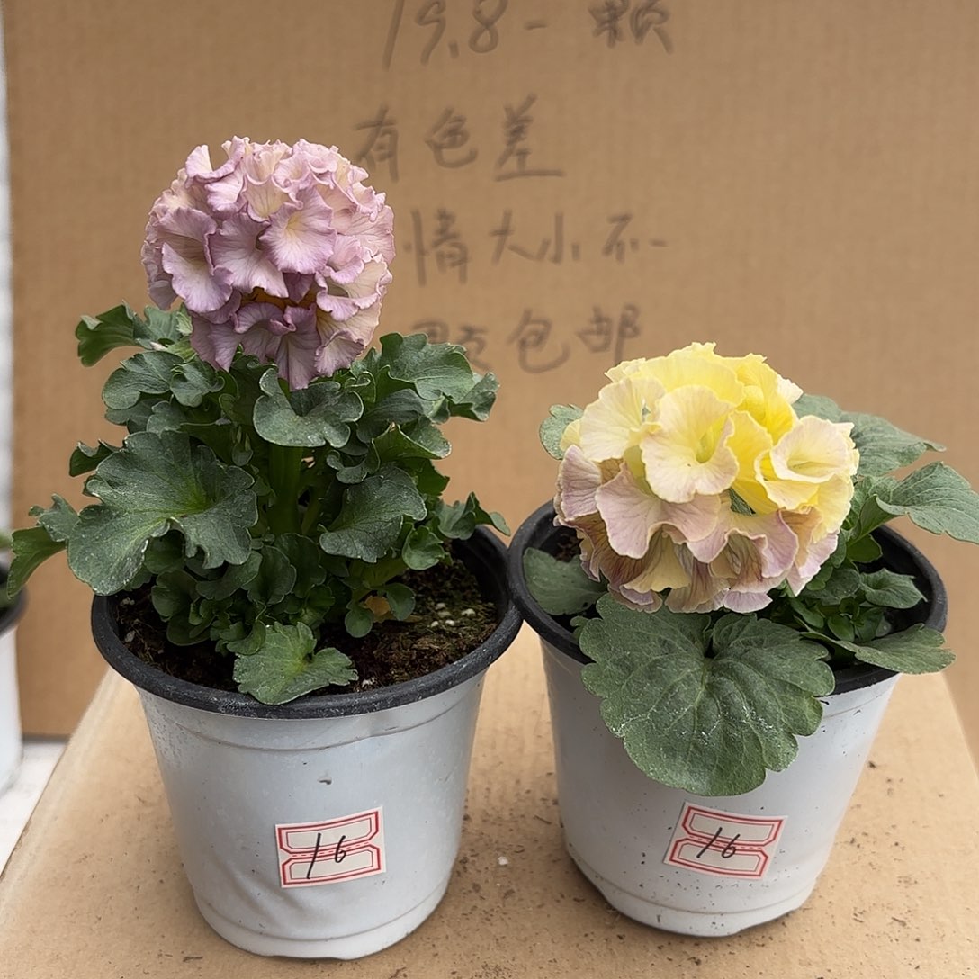 完全开放角堇aaaaa50