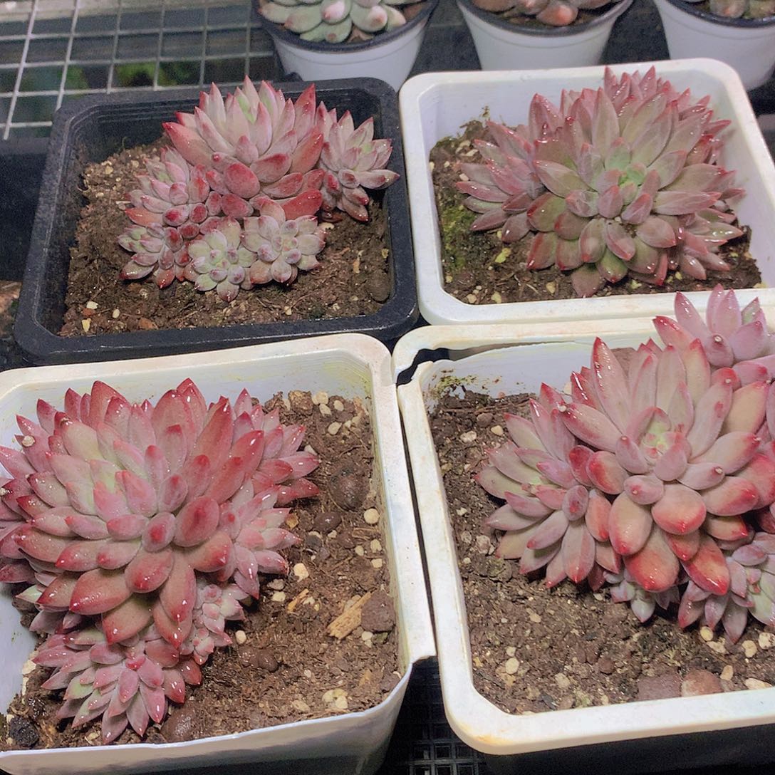 正版羽毛纹虞美人多头346678990900