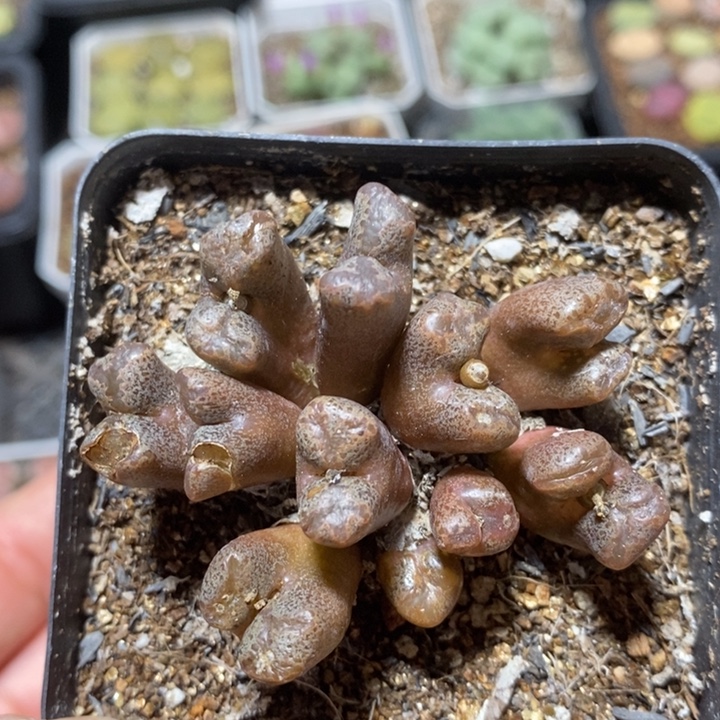 优选酒红蝴蝶勋章特价