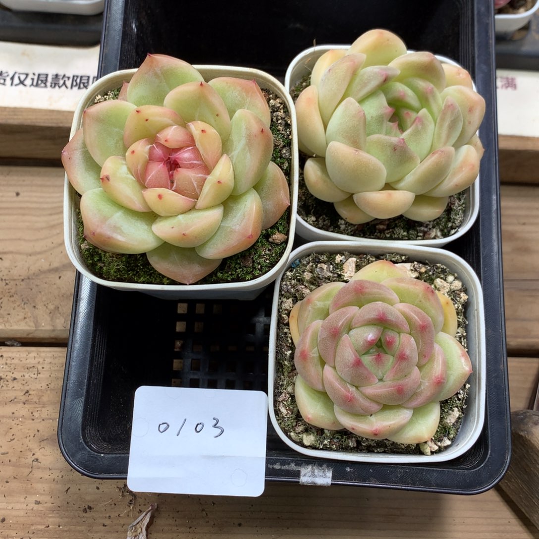 懒羊羊一物一拍专拍