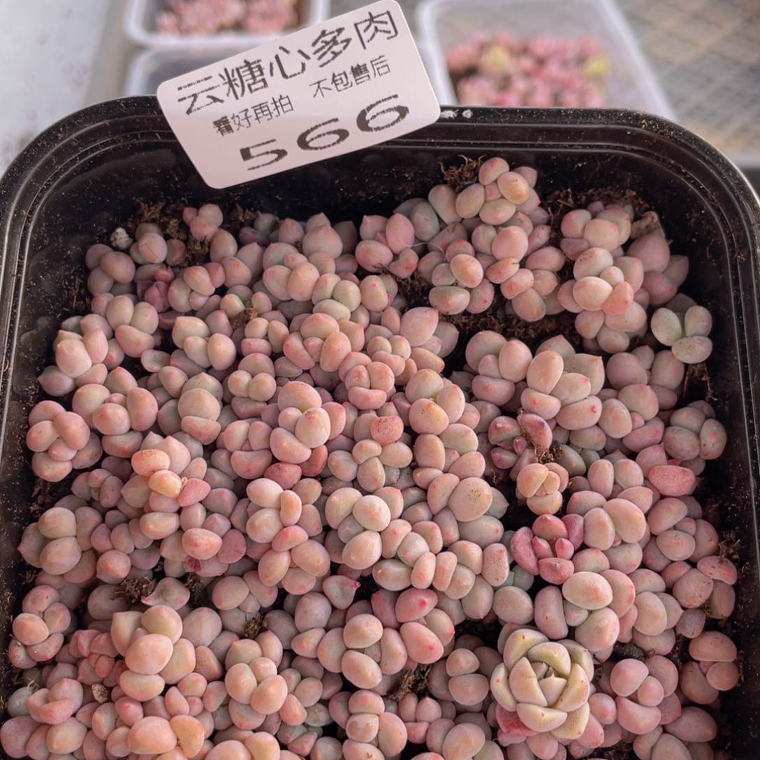 云糖心多肉植物566