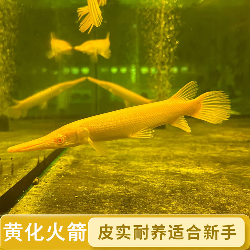 红眼火箭观赏鱼大型猛鱼热带观赏鱼好养耐活龙鱼配鱼