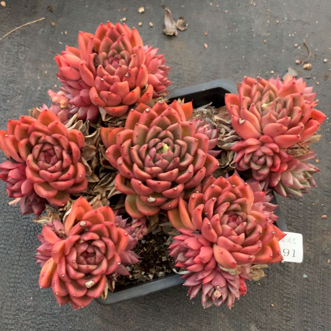 691杂交多肉老桩22冠