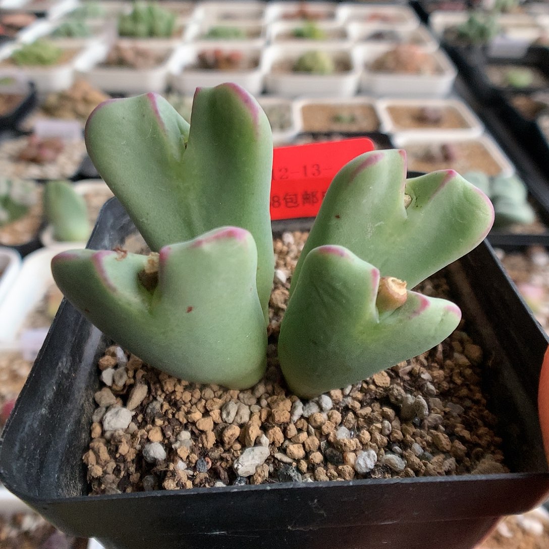 12-13-8  花车一群
