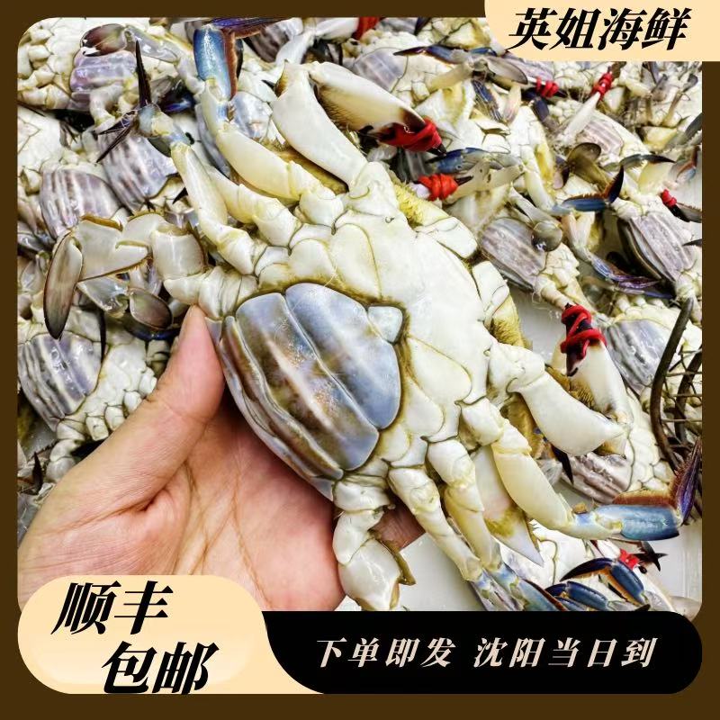 东港带黄母蟹2斤起【仅沈阳市三环内拍】【保鲜不保活】一只3两左右