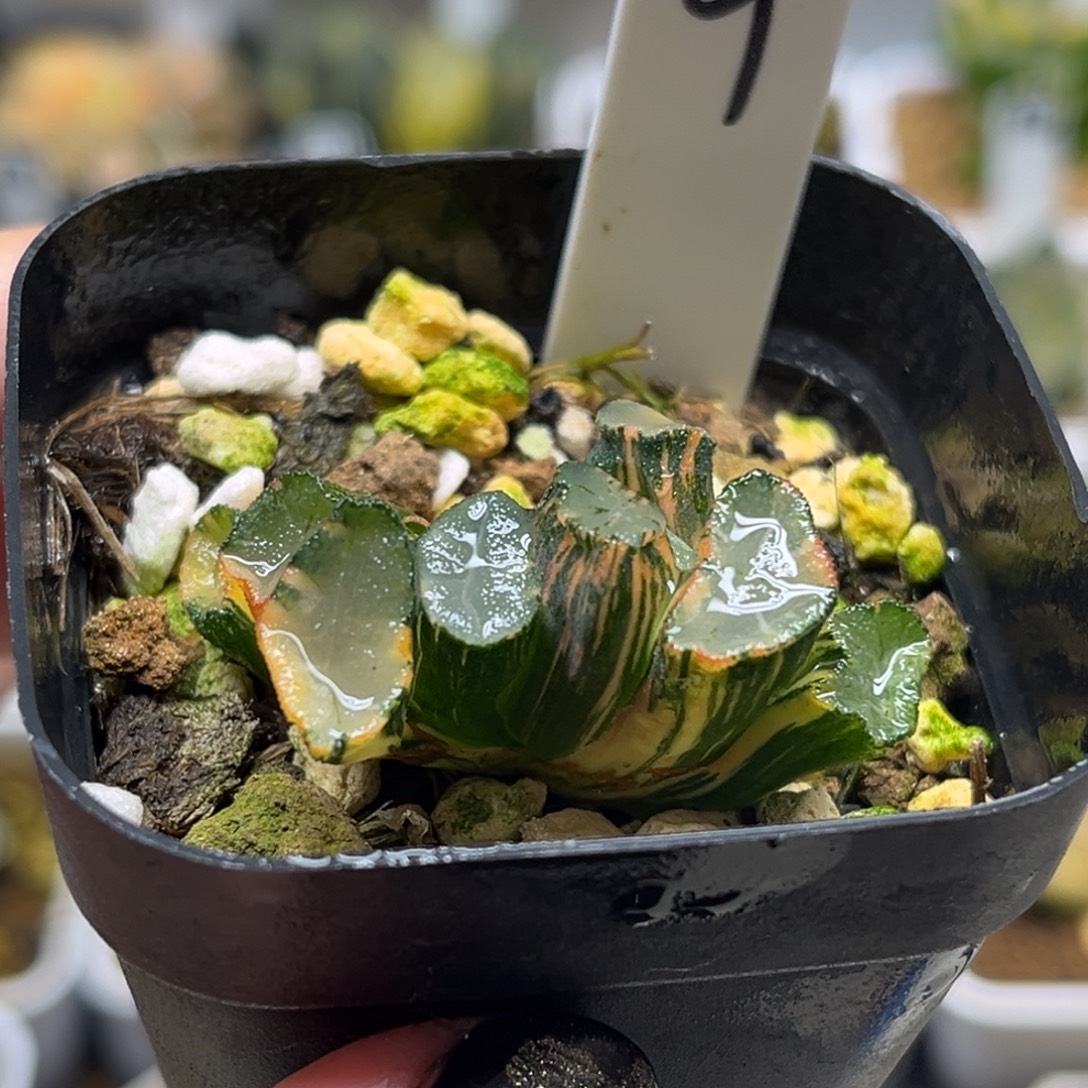 9欧大宝万象锦（根不好介意勿拍）福利专场