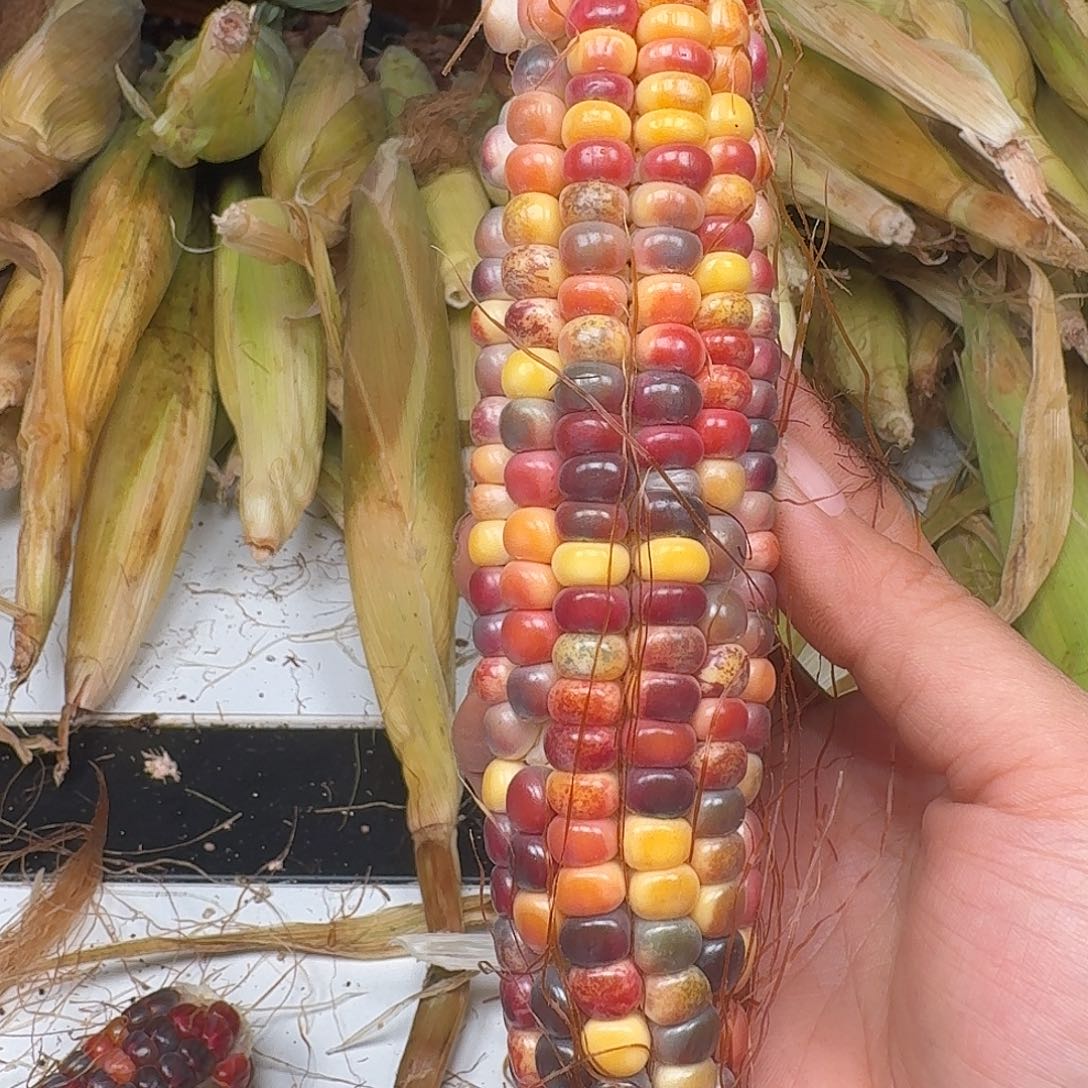 三***半柏香籽/百香籽吊坠