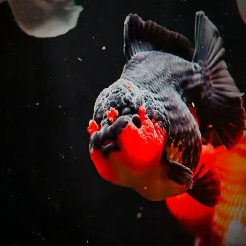 精品金鱼百褶泰狮兰寿猫狮鎏金短尾将军冷水观赏鱼