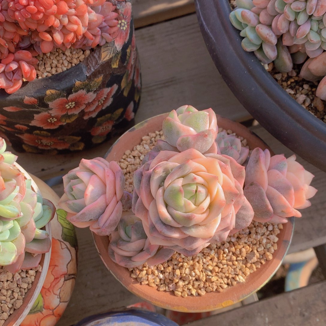 精品多肉植物花卉盆栽花卉盆栽