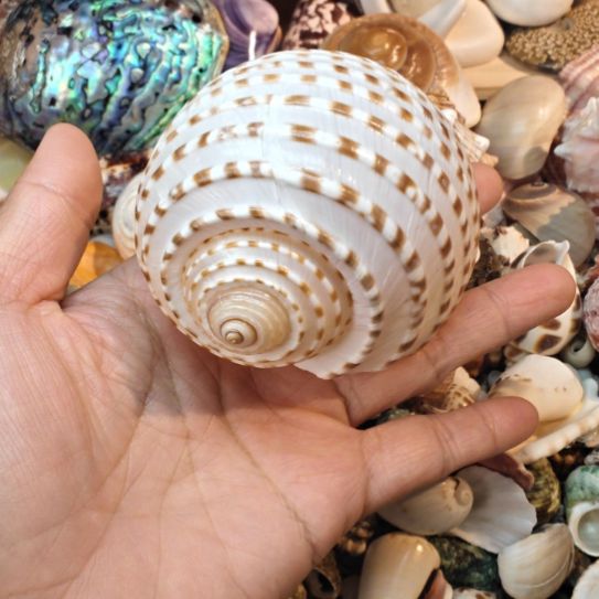 石材天然海螺贝壳