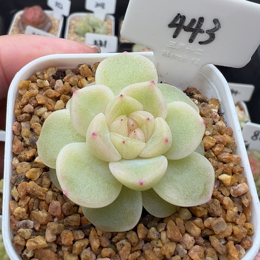 443号粉财富 晗雨