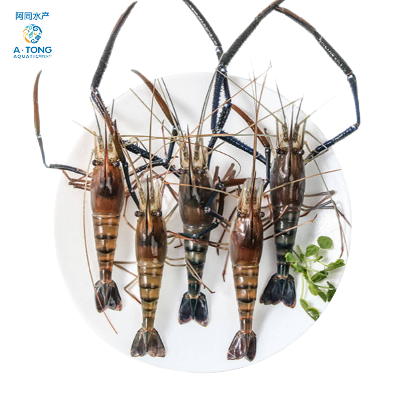 新鲜草虾罗氏虾 包鲜不包活 