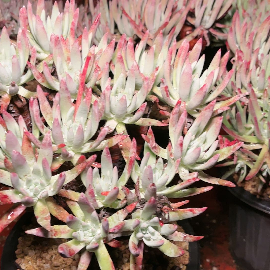 9595雪花仙女杯多肉