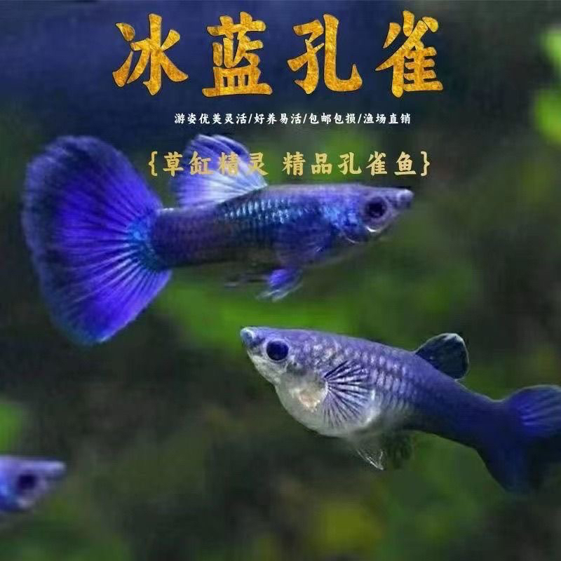 冰蓝尾精品孔雀鱼适合新手养殖的热带观赏淡水鱼观赏鱼好养耐活