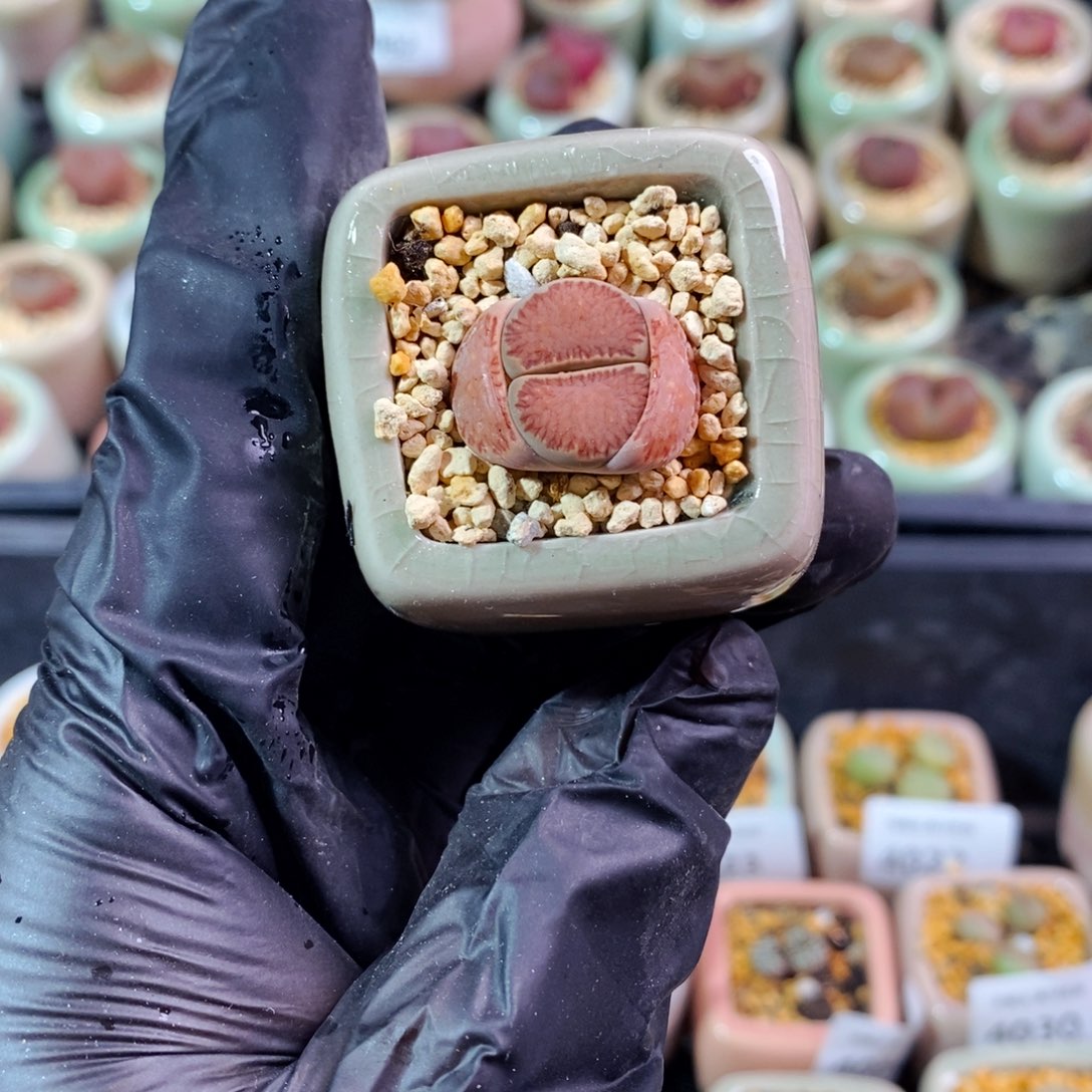 4072--一物一拍 带盆