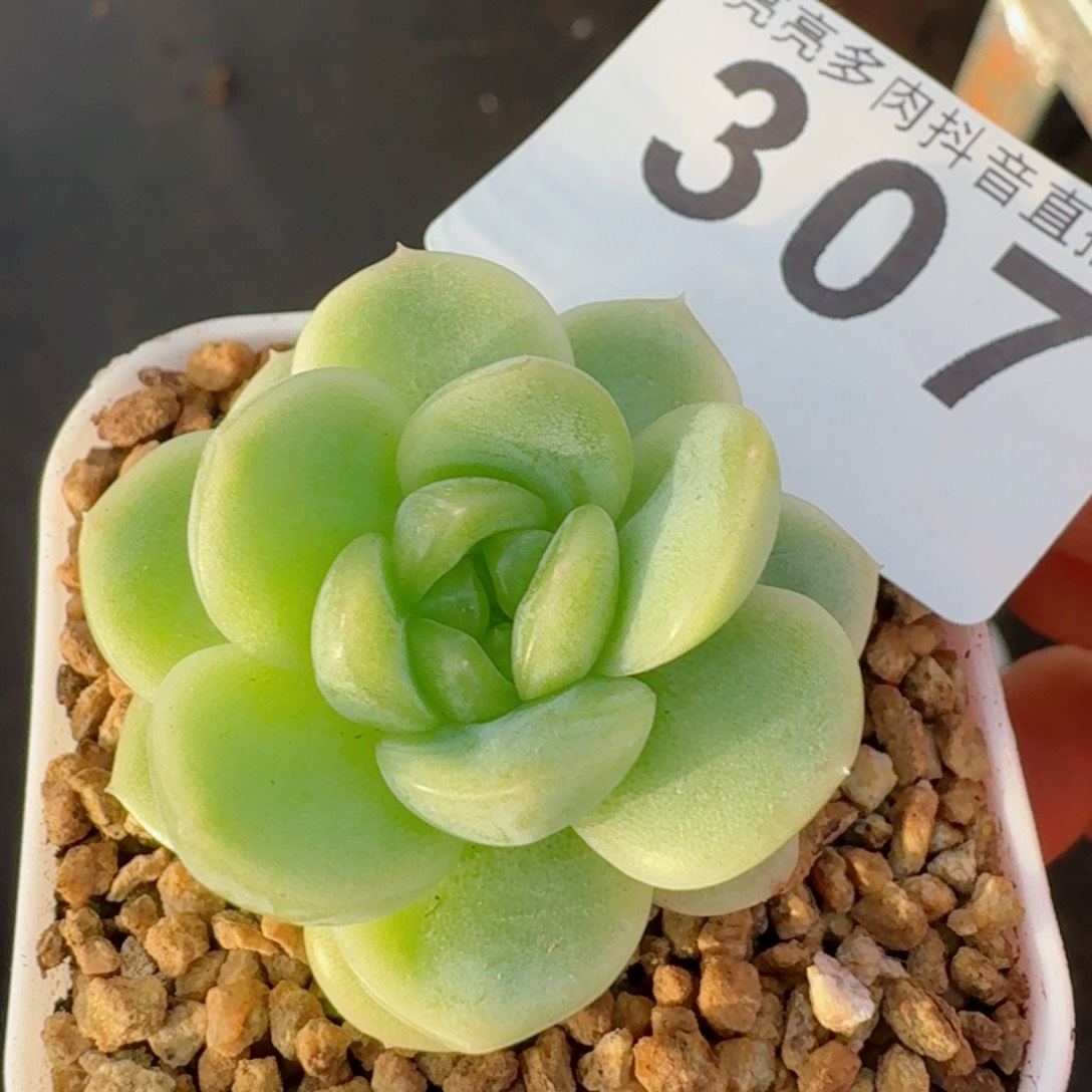 财富       多肉植物