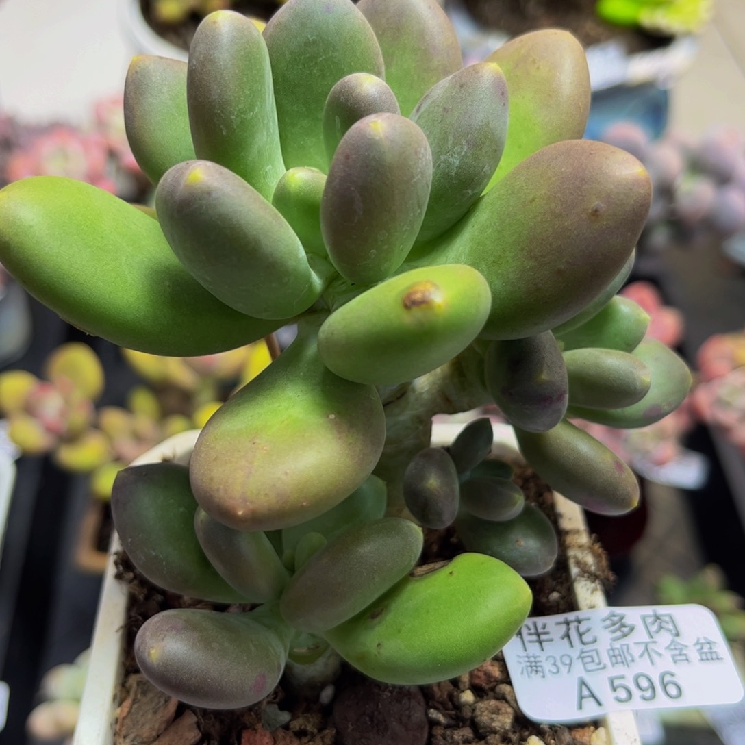 596/9cm芒果奶多肉植物