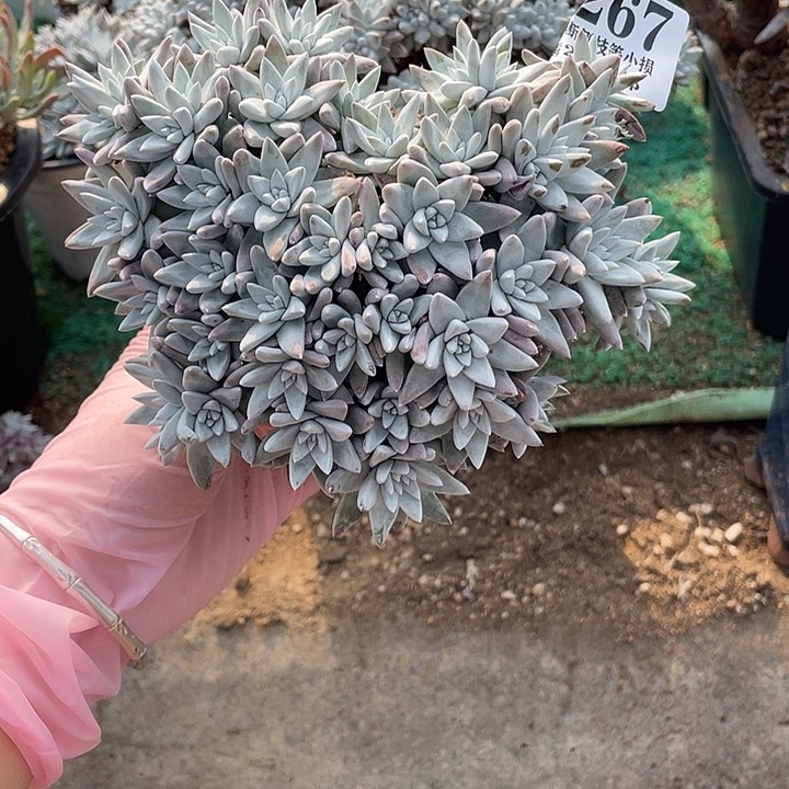 267号白菊多肉植物