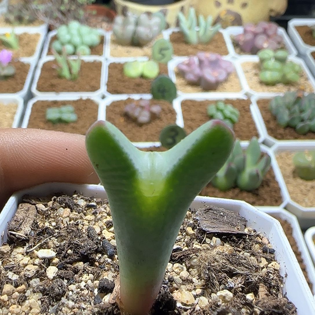 嘟嘟嘴少将。           157