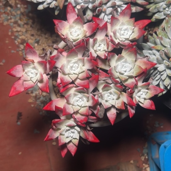 流丹白豪～原产地的8496