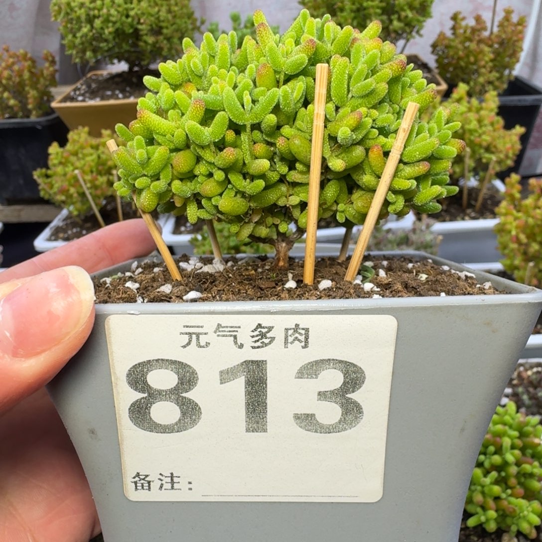 813号蘑菇头蜜桔糖球