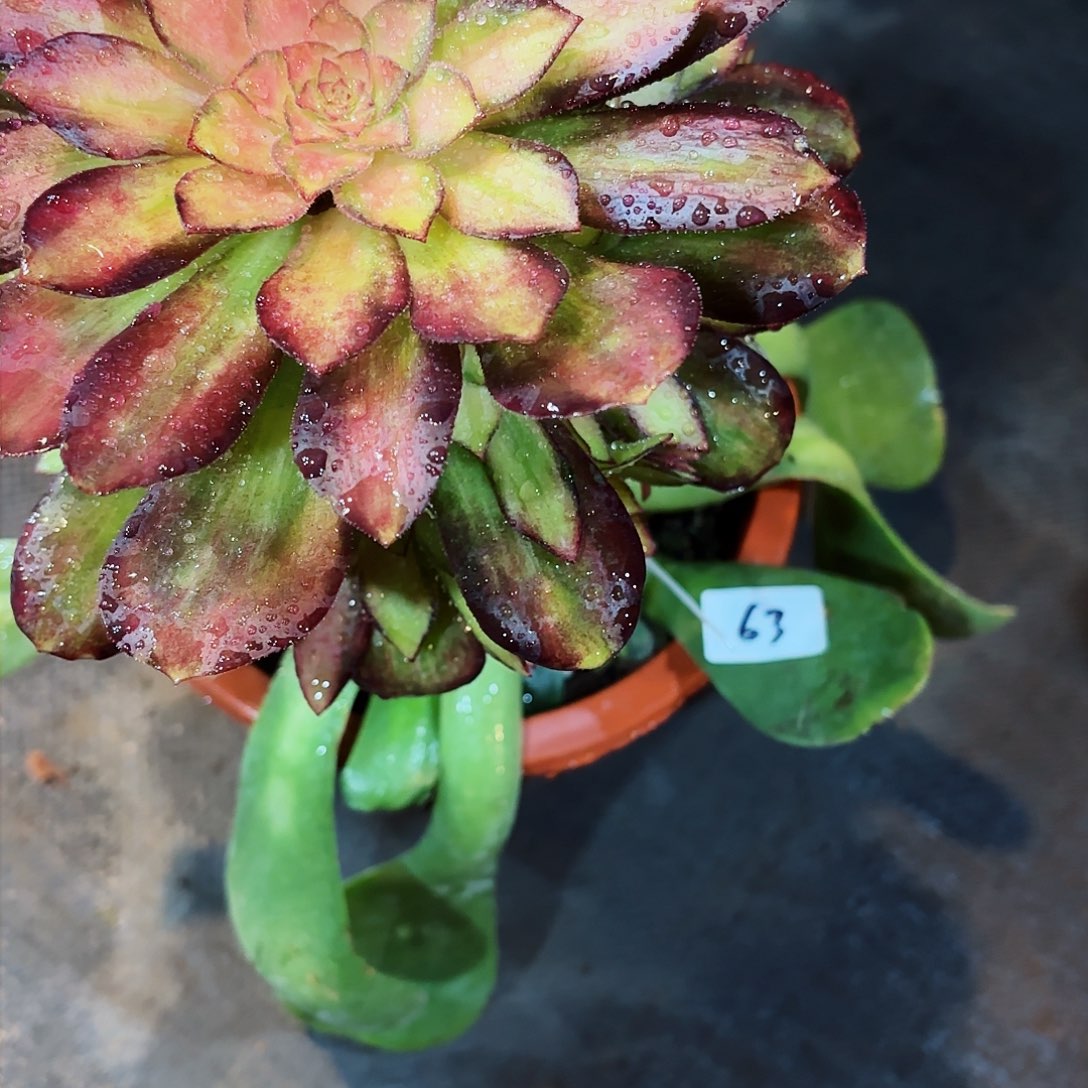 诺****e63锦鲤寄养补差价之前花不要