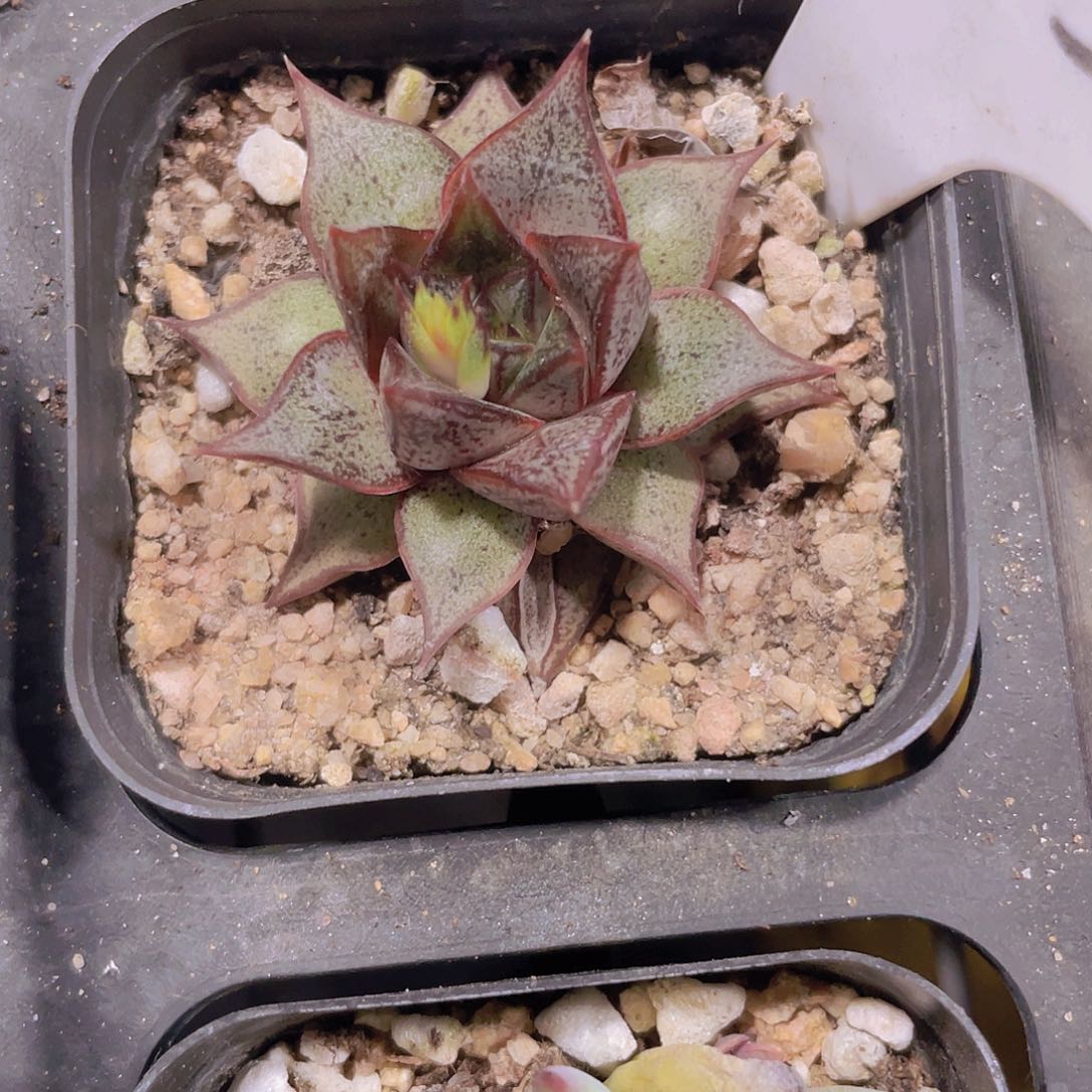 无***.白合锦e033一物一拍