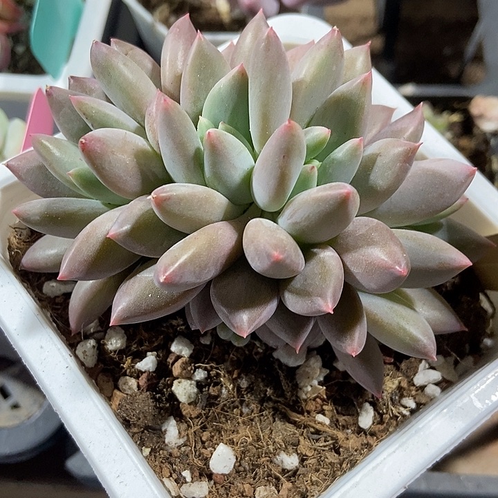 多肉植物520多肉红蜻蜓朵朵