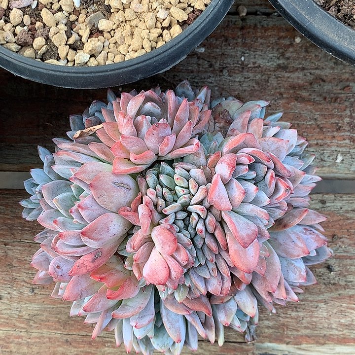 风中飞絮哈哈哈哈哈哈哈