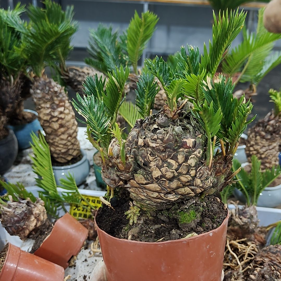 上***友无花朵白鳞铁盆景基地价