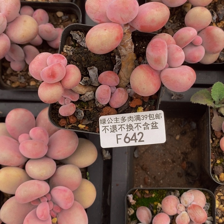 腰子桃蛋642多肉植物