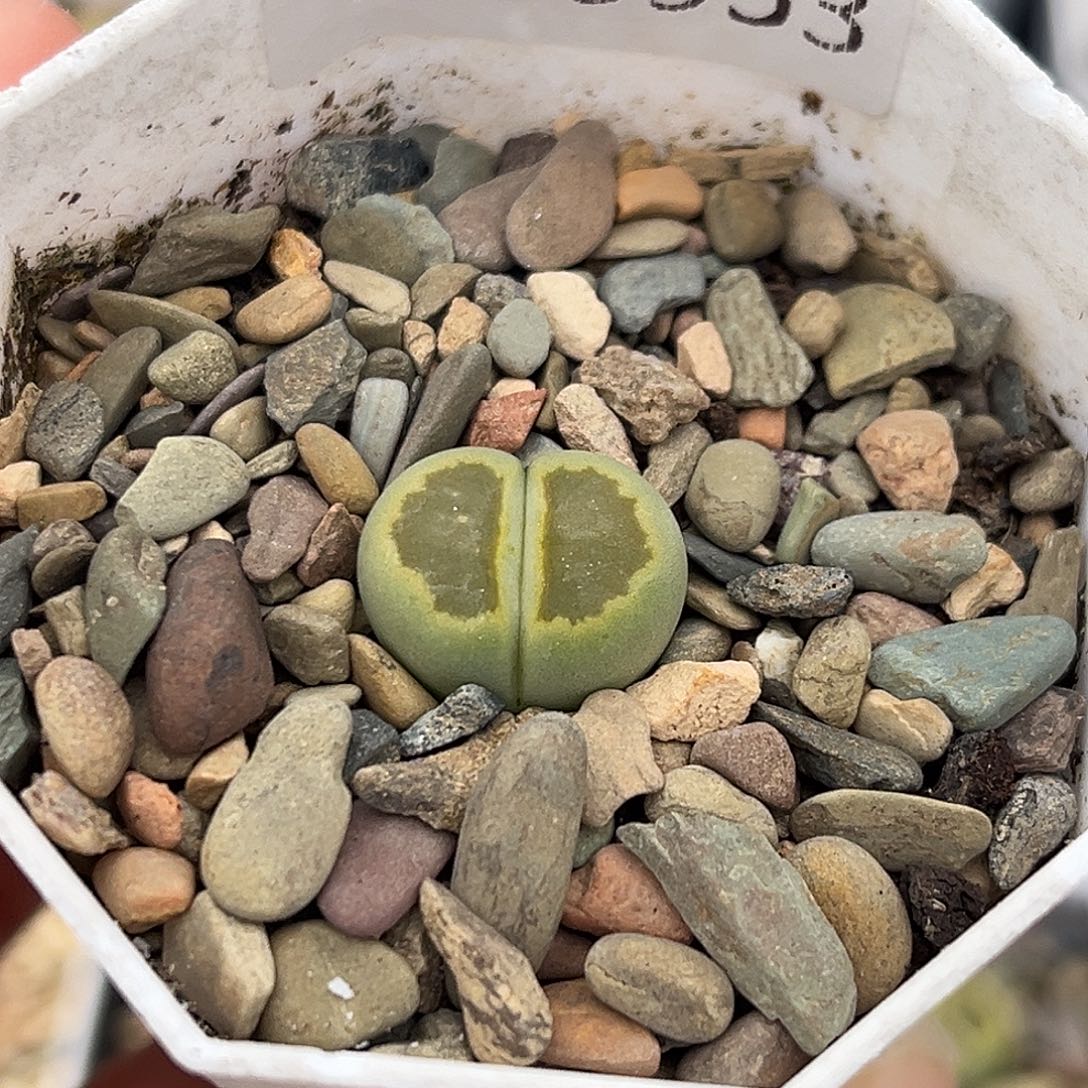 一物一拍绿菊9953全窗