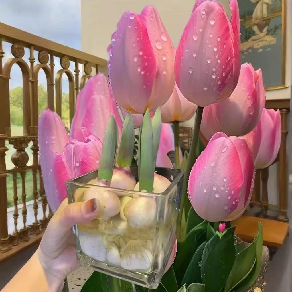 【进口优质郁金香】荷兰进口稀有品种新手阳台地栽好养盆栽