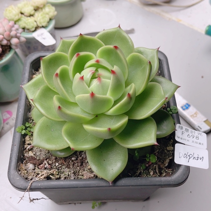 D***n698 蓝龙 带陶瓷盆发货 满28包邮
