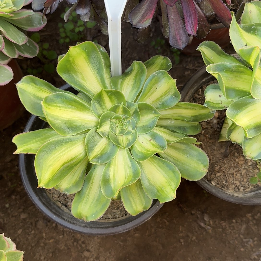 4527暴君多肉法师多肉