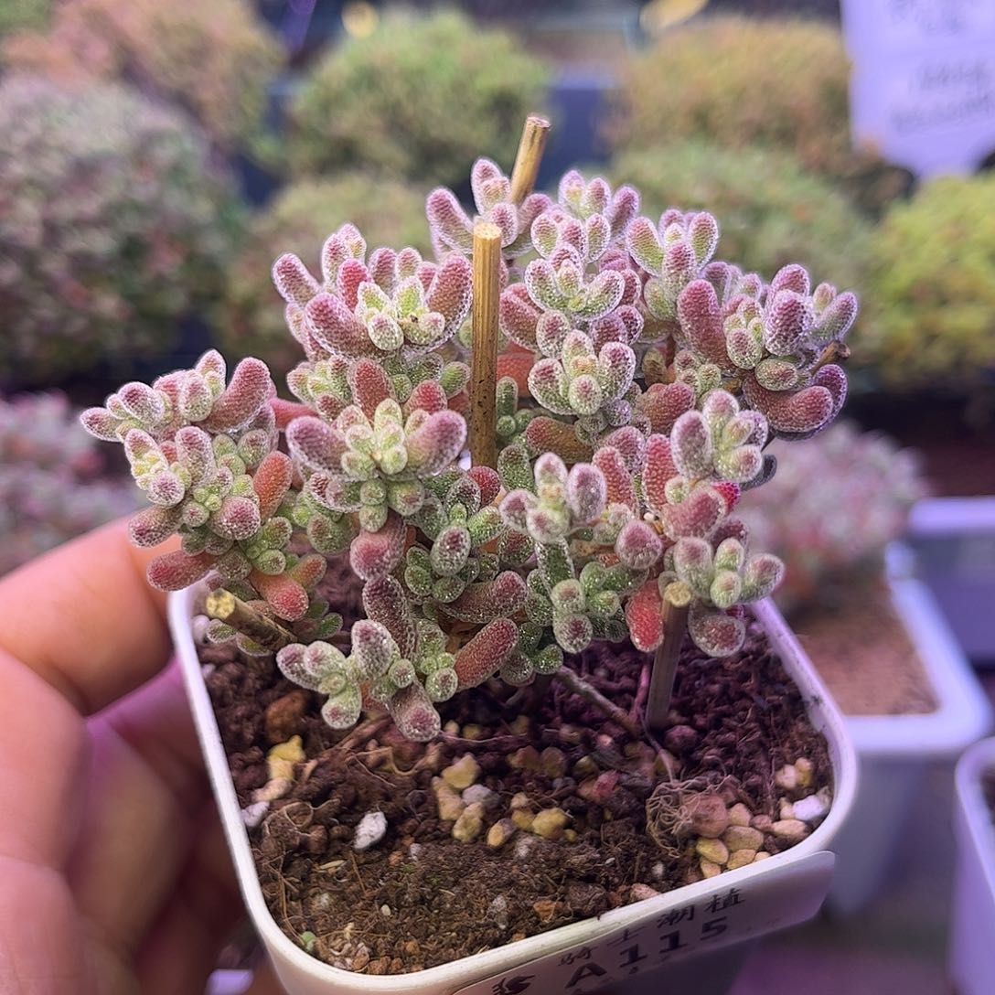 115优选冰晶提根造型桩