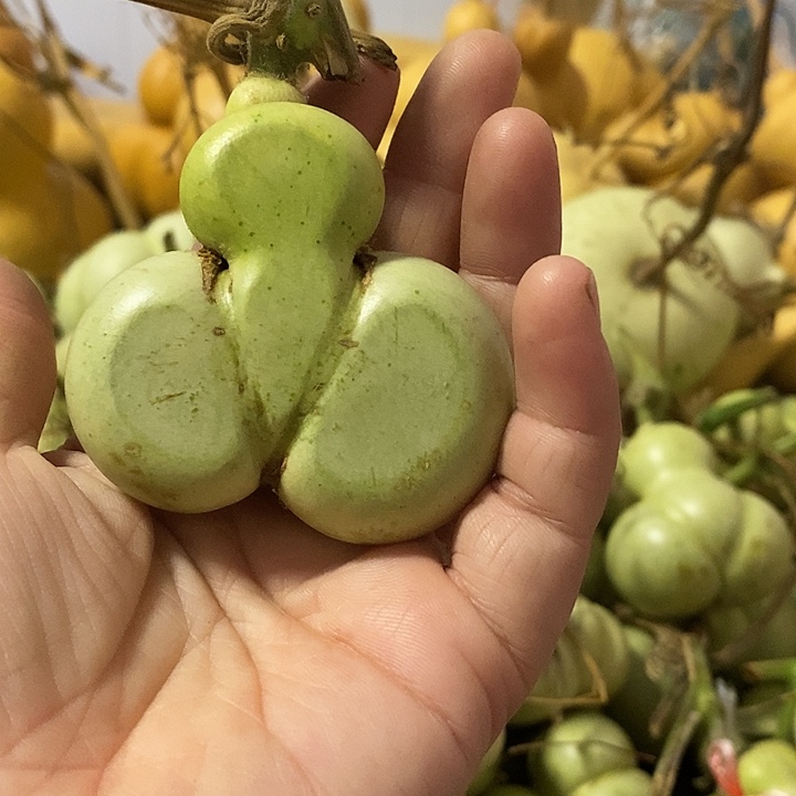 葫芦的颜色是蓝色的