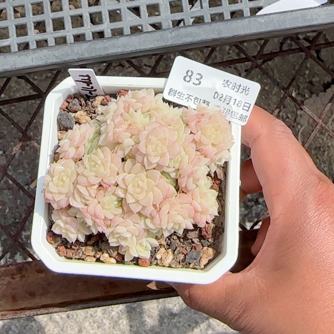 月*儿【闪购商品】0218-83（ttp-77-2）