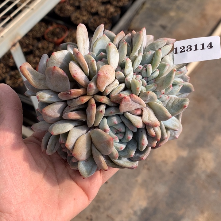 家***贝123114缀朵朵嗯嗯嗯嗯好