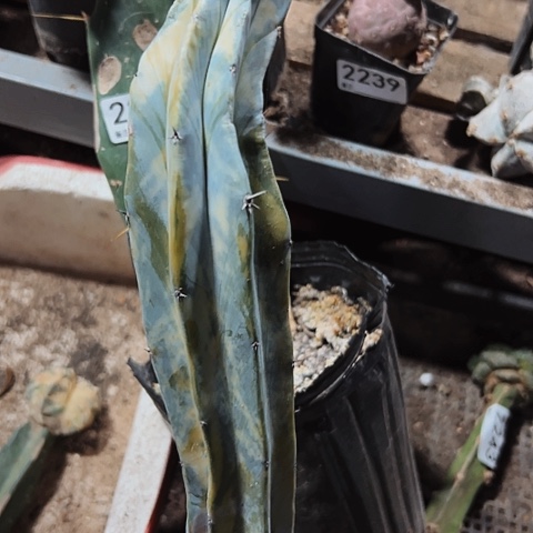 龙神木锦柱子的柱子