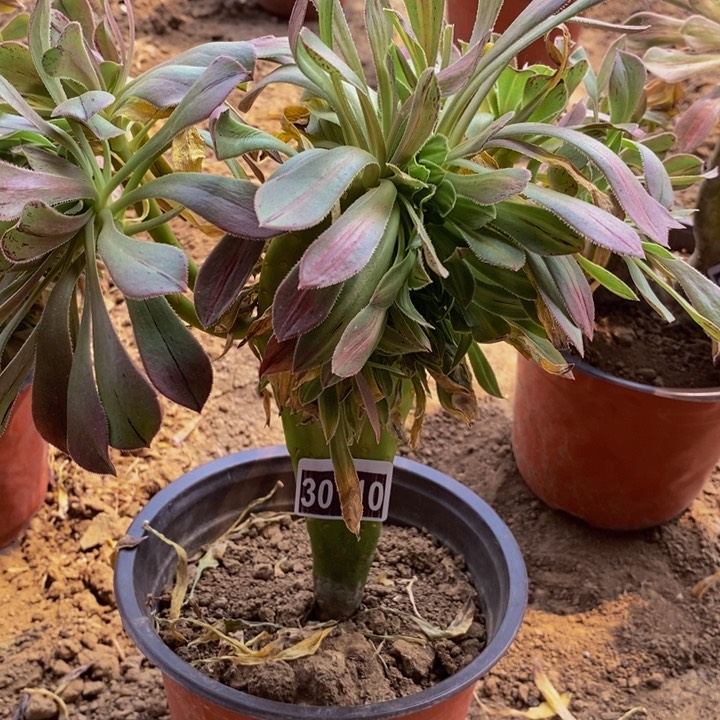 30110号碧螺春缀化1